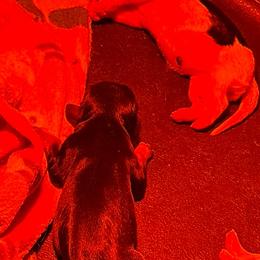 Cavalier King Charles Spaniel puppies from Carters Cavaliers