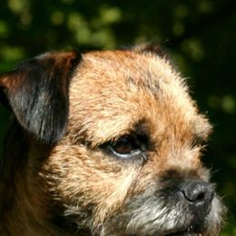 Border Terriers from Meadowlake Terriers
