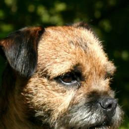 Border Terriers from Meadowlake Terriers