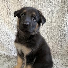 Female1 - Black and tan female German Shepherd puppy in Lebanon County, Pennsylvania from Regalimage