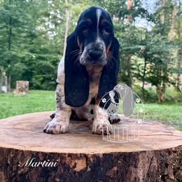 Martini - Black white and brown female Basset Hound puppy in Dingess, West Virginia from Tuckers' Howling Hounds