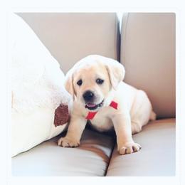 Labrador Retriever Puppies from ROCK CREEK LABRADORS