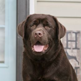 Mac - Labrador Retriever