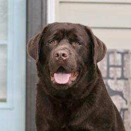 Mac - Labrador Retriever