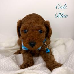 Cole Blue (Boy 2) - Red  male Poodle puppy in Miami, Florida from Katy's Toy Poodles & Doodles