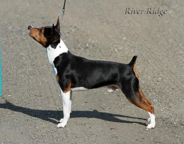 Rocky Ridge Ratties River Ridge Rat Terriers in Pennsylvania | Rat Terrier puppies | Good Dog