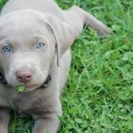 Dilute Retrievers from Calizona Labs