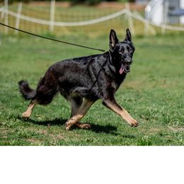 Nika - German Shepherd