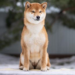 Nala - Shiba Inu