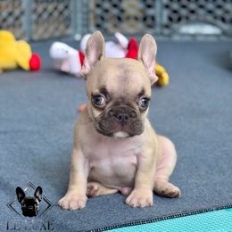 Mr. Nibble - Fawn male French Bulldog puppy in Gurnee, Illinois from Le Luxe Frenchies
