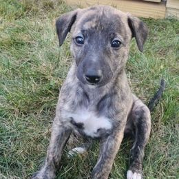 Eugene - Black brindle male Whippet puppy in Davenport, Iowa from Whippety Split