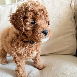 Charlie - Red  male Poodle puppy in Bakersfield, California from California Red Poodles