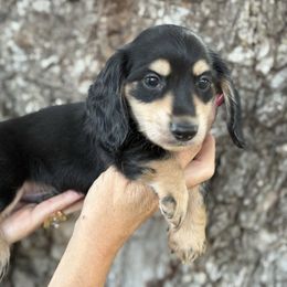 Mickey - Black and cream male Dachshund puppy in Early, Texas, Texas from Lady J’s Dachshunds