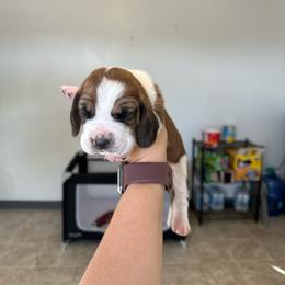 Boy 1 - Black brown and white male Basset Hound puppy in Las Animas, Colorado from J&D Dachsies