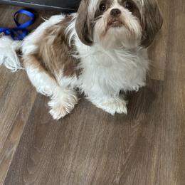 Passion - Liver and white female Shih Tzu puppy in Ocala, Florida from Mimi's Shih-tzus of Ocala