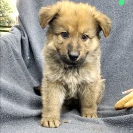 German Shepherd Puppies from Blue Line Shepherds