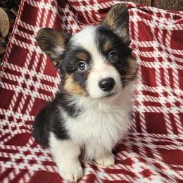 Fred - Black and tan male Pembroke Welsh Corgi puppy in Castle Rock, Washington from Heckman Corgis