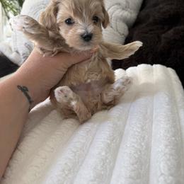 Cider - Red male Maltipoo puppy in Fredericktown, Missouri from Doodle Pups Fur-Ever