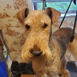Karma - Airedale Terrier
