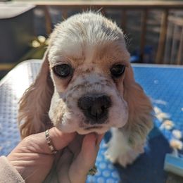 Cocker Spaniel Puppies from Riegelz Cockers