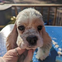 Cocker Spaniel Puppies from Riegelz Cockers