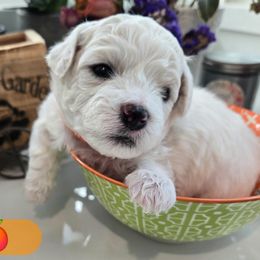 Orange Collar - White and buff male Bichon Frise puppy in Upland, California from IDREAMOFPUPPIES