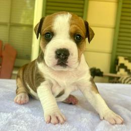 Sorcha - Red female American Staffordshire Terrier puppy in Marietta, Georgia from Ambition Amstaffs