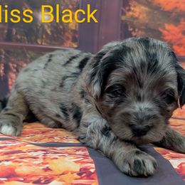 Miss Black - Merle female Labradoodle puppy in Lebanon, Pennsylvania from Robertson's Retrievers and Doodles