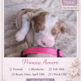 Cavalier King Charles Spaniel Puppies from Comfort Royalty Cavaliers
