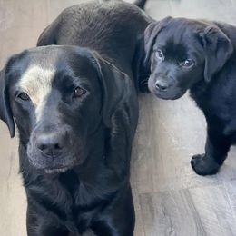 Labrador Retrievers from Maynard’s Labs