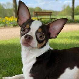 Max - Chihuahua