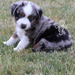 Cash - Blue merle male Miniature American Shepherd puppy in Elgin, Oregon from Cross L Miniature American Shepherds