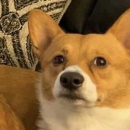 Deogie - Pembroke Welsh Corgi