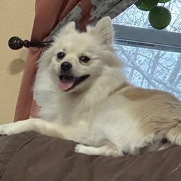 Bella - Pomeranian
