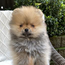 Bear - Orange sable male Pomeranian puppy in Citrus Heights, California from Yev and Marina's Pomeranians (AKC)