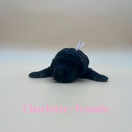 Charolette (Light Pink) - Black female Poodle puppy in West Monroe, Louisiana from Diamond M Poodles and Doodles