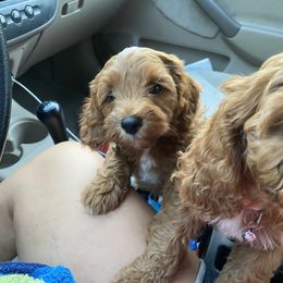 Cockapoo Puppies from Chesapeake Cockapoos