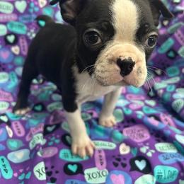 Carson - Black brindle and white male Boston Terrier puppy in Fillmore, Illinois from Wind Hill Puppies
