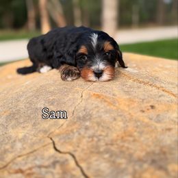 Bernedoodle Puppies from Sweet Pea Bernedoodles