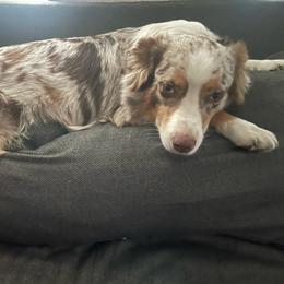 Nova - Australian Shepherd