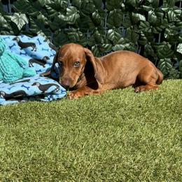 Cooper - Brindle male Dachshund puppy in Norco, California from Norco dachshunds