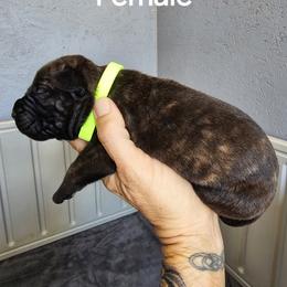 Perro de Presa Canario Puppies from PaPaws Gotta Love It Kennels
