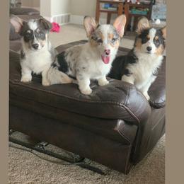 Pembroke Welsh Corgi Puppies from Nunas Corgis