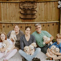 English Setter, Golden Retriever, and Gordon Setter Puppies from Katherine's Gordon Setters, English Setters, and Golden Retrievers