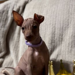 Sparke - Purple Girl - American Hairless Terrier puppy from Royal Flush Kennels