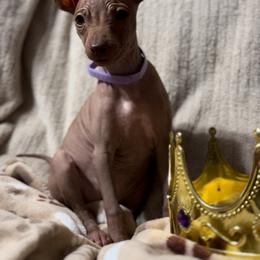 Sparke - Purple Girl - American Hairless Terrier puppy from Royal Flush Kennels
