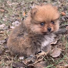 Smallest male - Beaver sable male Pomeranian puppy in Gadsden, Alabama from Rich Cat’s