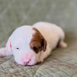Patches - Blenheim female Cavapoo puppy in Kennewick, Washington from The Little Park Farm