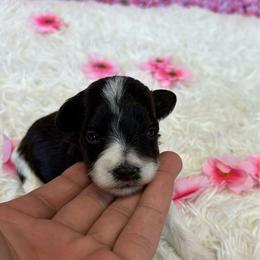 Tommy - Parti male Miniature Schnauzer puppy in Clover, South Carolina from Bobo’s Babies Kennels