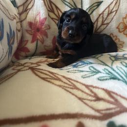 Bubbles - Black and tan female Dachshund puppy in Milroy, Pennsylvania from Not Your Average Weiner